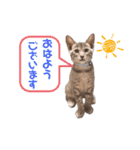 トリミングサロンMKDOGスタンプ（個別スタンプ：39）