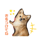 ちんくんすたんぷ（個別スタンプ：6）