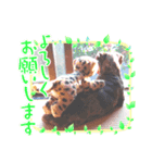 Taraの日常（個別スタンプ：1）