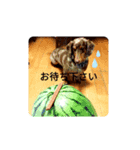 Taraの日常（個別スタンプ：6）