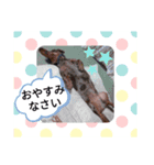 Taraの日常（個別スタンプ：8）