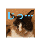 ぽふぽふどうぶつ（個別スタンプ：1）