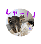 ぽふぽふどうぶつ（個別スタンプ：3）