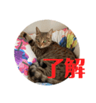 ぽふぽふどうぶつ（個別スタンプ：5）