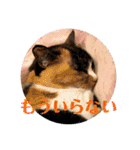 ぽふぽふどうぶつ（個別スタンプ：8）