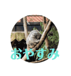 ぽふぽふどうぶつ（個別スタンプ：9）