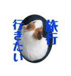 ぽふぽふどうぶつ（個別スタンプ：11）