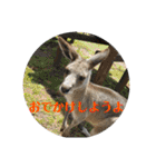 ぽふぽふどうぶつ（個別スタンプ：12）