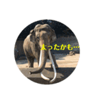 ぽふぽふどうぶつ（個別スタンプ：15）