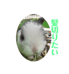 ぽふぽふどうぶつ（個別スタンプ：19）