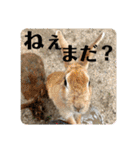 ぽふぽふどうぶつ（個別スタンプ：28）