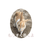 ぽふぽふどうぶつ（個別スタンプ：29）