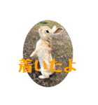 ぽふぽふどうぶつ（個別スタンプ：30）