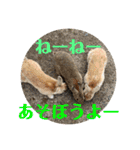 ぽふぽふどうぶつ（個別スタンプ：32）
