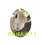 ぽふぽふどうぶつ（個別スタンプ：33）