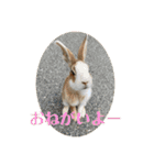 ぽふぽふどうぶつ（個別スタンプ：39）
