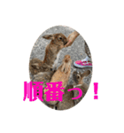 ぽふぽふどうぶつ（個別スタンプ：40）