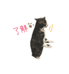 クロちゃんと仲間たち（個別スタンプ：3）