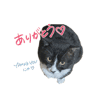 クロちゃんと仲間たち（個別スタンプ：9）