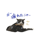 クロちゃんと仲間たち（個別スタンプ：16）