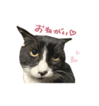 クロちゃんと仲間たち（個別スタンプ：39）
