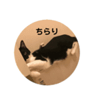 福助です（個別スタンプ：11）
