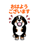 Bernese Mountain Dog Big Sticker（個別スタンプ：1）