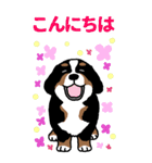 Bernese Mountain Dog Big Sticker（個別スタンプ：2）