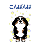 Bernese Mountain Dog Big Sticker（個別スタンプ：3）