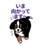 Bernese Mountain Dog Big Sticker（個別スタンプ：6）