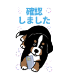 Bernese Mountain Dog Big Sticker（個別スタンプ：7）