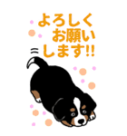 Bernese Mountain Dog Big Sticker（個別スタンプ：8）