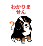 Bernese Mountain Dog Big Sticker（個別スタンプ：10）