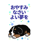 Bernese Mountain Dog Big Sticker（個別スタンプ：12）