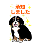 Bernese Mountain Dog Big Sticker（個別スタンプ：13）