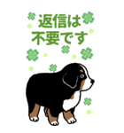 Bernese Mountain Dog Big Sticker（個別スタンプ：14）