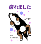 Bernese Mountain Dog Big Sticker（個別スタンプ：16）