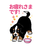 Bernese Mountain Dog Big Sticker（個別スタンプ：17）