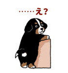 Bernese Mountain Dog Big Sticker（個別スタンプ：22）