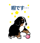 Bernese Mountain Dog Big Sticker（個別スタンプ：24）