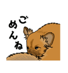 雑種犬しるこ＆もなか（個別スタンプ：5）