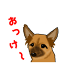 雑種犬しるこ＆もなか（個別スタンプ：7）