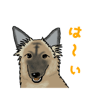 雑種犬しるこ＆もなか（個別スタンプ：8）