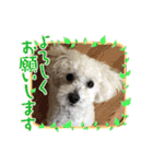 トイプードルの琥珀くん（個別スタンプ：1）