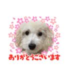 トイプードルの琥珀くん（個別スタンプ：2）