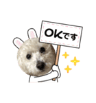 トイプードルの琥珀くん（個別スタンプ：3）
