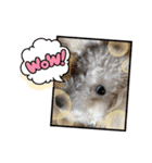 トイプードルの琥珀くん（個別スタンプ：7）