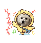 トイプードルの琥珀くん（個別スタンプ：16）