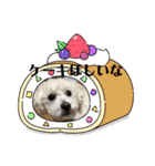 トイプードルの琥珀くん（個別スタンプ：24）