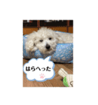 トイプードルの琥珀くん（個別スタンプ：25）
